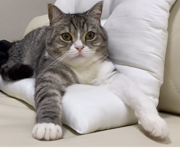 f:id:bolla:20210812234330p:plain