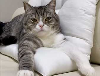 f:id:bolla:20210812234659p:plain