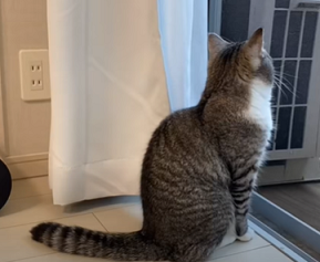 f:id:bolla:20211018010207p:plain