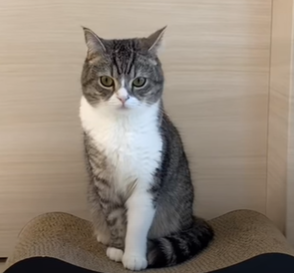 f:id:bolla:20211018010432p:plain