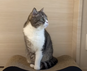 f:id:bolla:20211018010535p:plain