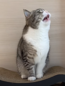 f:id:bolla:20211018010807p:plain