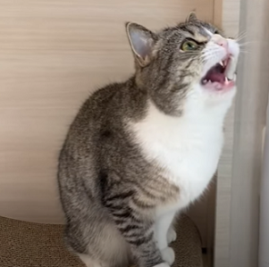 f:id:bolla:20211018011014p:plain