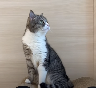 f:id:bolla:20211018011237p:plain