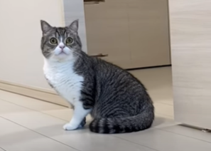 f:id:bolla:20211018011442p:plain