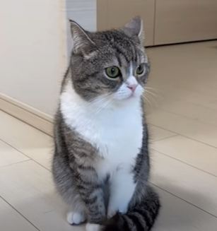 f:id:bolla:20211018011829p:plain