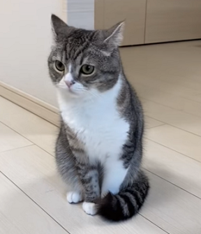 f:id:bolla:20211018012040p:plain