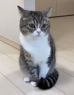 f:id:bolla:20211018013837p:plain