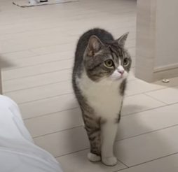 f:id:bolla:20211018203403p:plain