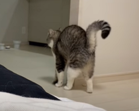 f:id:bolla:20211018204752p:plain