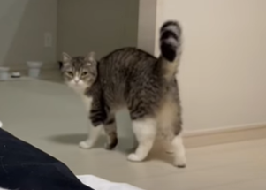 f:id:bolla:20211018204917p:plain