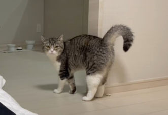 f:id:bolla:20211018205023p:plain