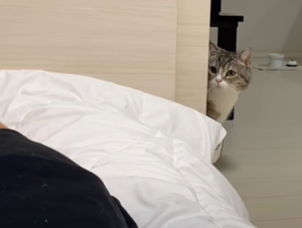 f:id:bolla:20211018205202p:plain