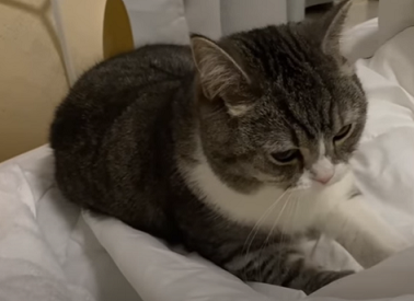 f:id:bolla:20211018205655p:plain