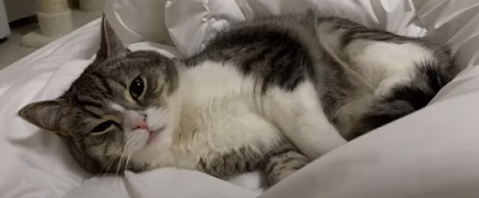 f:id:bolla:20211018205815p:plain