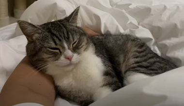 f:id:bolla:20211018205939p:plain