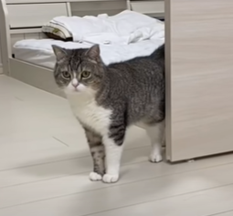 f:id:bolla:20211020024253p:plain