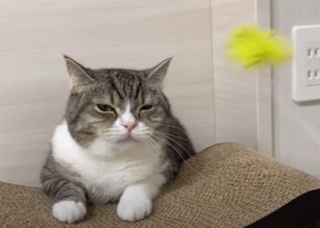 f:id:bolla:20211020025130p:plain