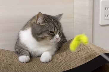 f:id:bolla:20211020025314p:plain