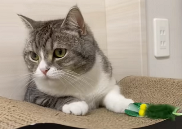 f:id:bolla:20211020025813p:plain