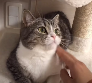 f:id:bolla:20211022030006p:plain