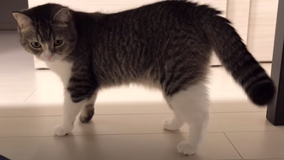 f:id:bolla:20211022030531p:plain