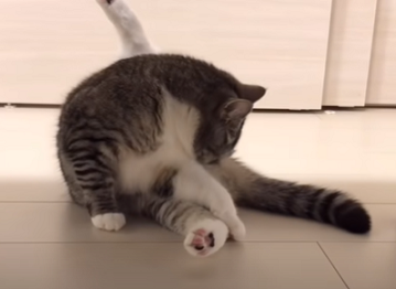 f:id:bolla:20211022030742p:plain