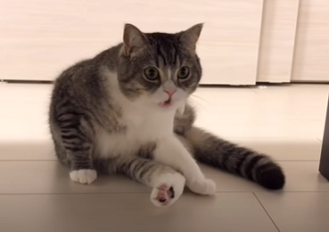 f:id:bolla:20211022030843p:plain