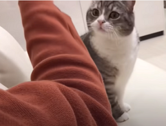 f:id:bolla:20211022031052p:plain