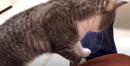 f:id:bolla:20211022031620p:plain