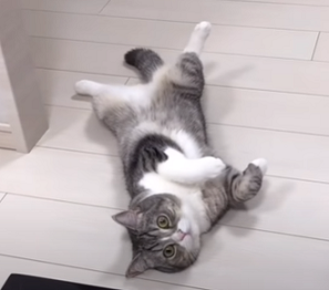 f:id:bolla:20211022032149p:plain