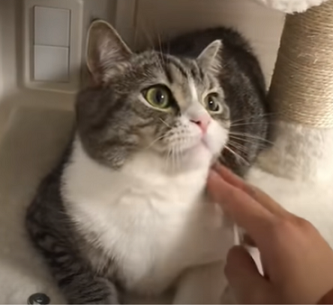 f:id:bolla:20211023030234p:plain