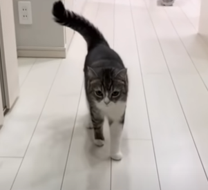 f:id:bolla:20211023030544p:plain