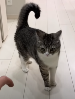 f:id:bolla:20211023030731p:plain