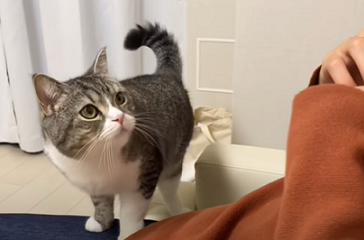 f:id:bolla:20211023031013p:plain