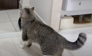 f:id:bolla:20211023033757p:plain