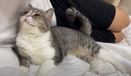 f:id:bolla:20211023033953p:plain