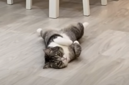 f:id:bolla:20211127004413p:plain