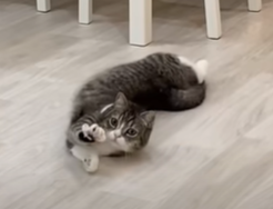 f:id:bolla:20211127004841p:plain