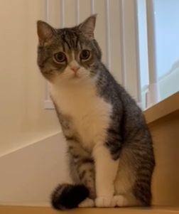 f:id:bolla:20211127005216p:plain