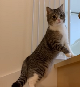 f:id:bolla:20211127005502p:plain