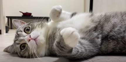 f:id:bolla:20211203014242p:plain