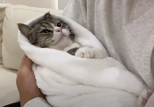 f:id:bolla:20211203015942p:plain