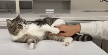 f:id:bolla:20211205014003p:plain