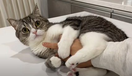 f:id:bolla:20211205014119p:plain