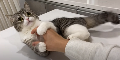 f:id:bolla:20211205021141p:plain