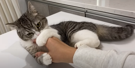 f:id:bolla:20211205021337p:plain