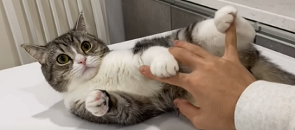 f:id:bolla:20211205021652p:plain