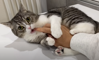 f:id:bolla:20211205021921p:plain