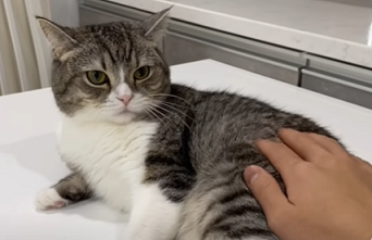 f:id:bolla:20211205043140p:plain